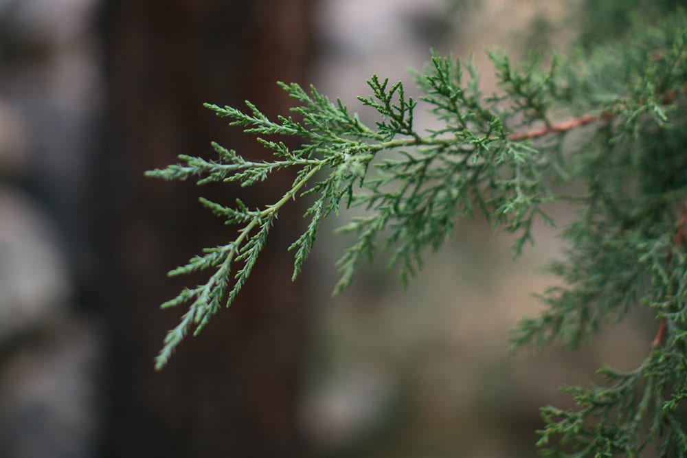 Prescott-Wedding-Photographer-Jane-in-the-Woods-5