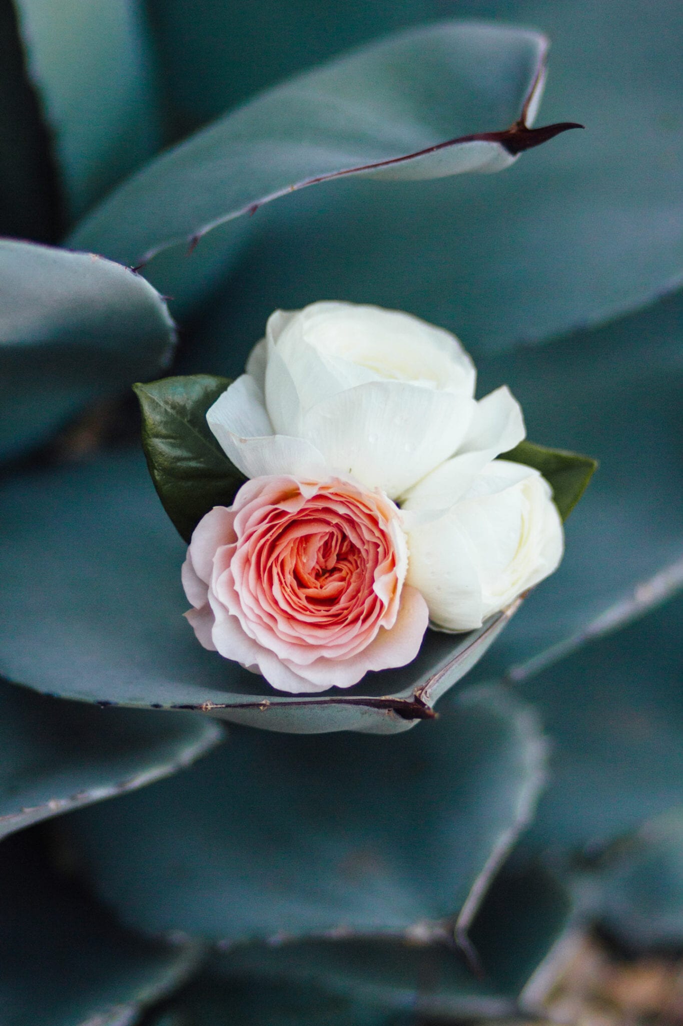 Jane in the Woods || Sanctuary ay Camelback Wedding || Scottsadle & Sedona Wedding Photographer