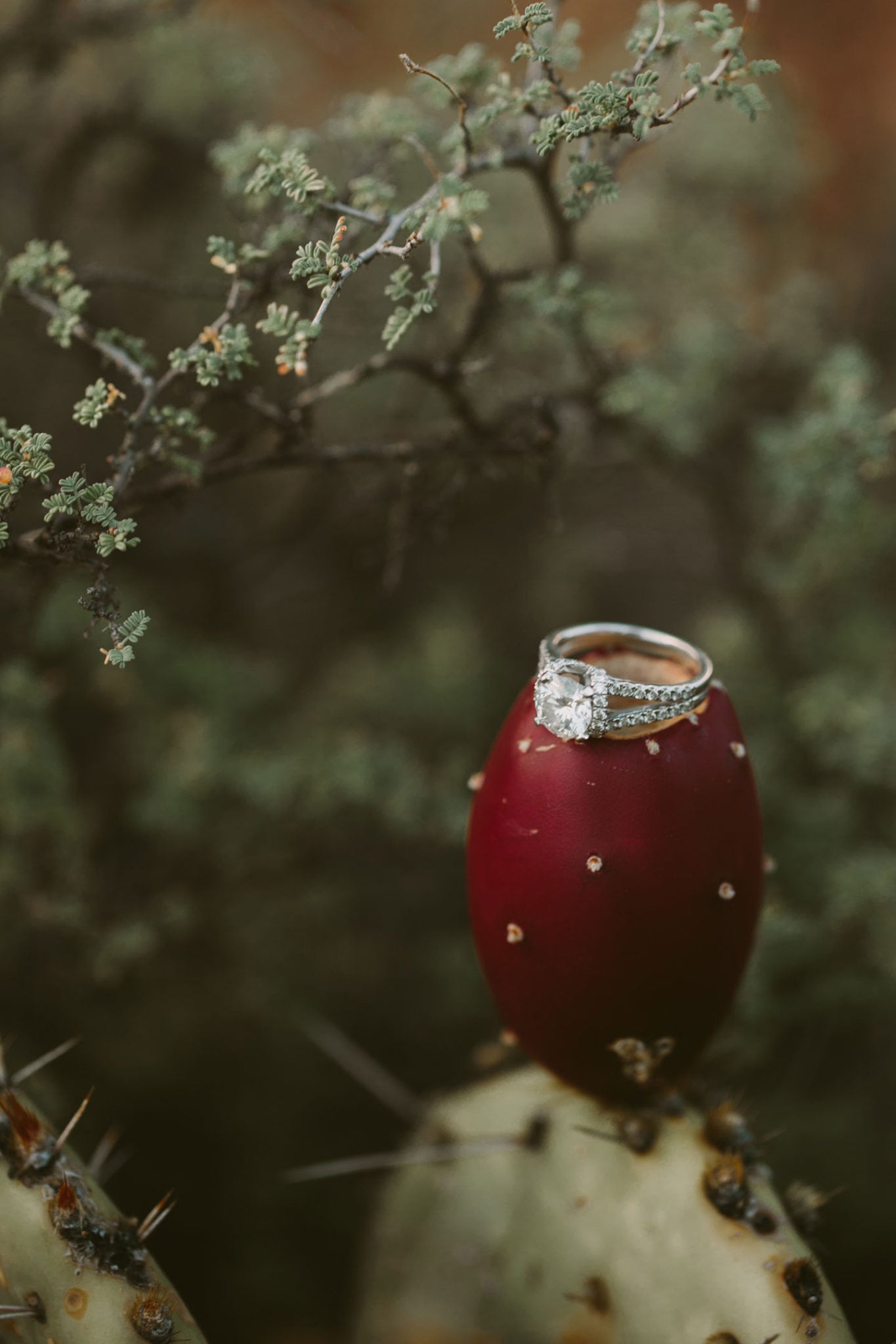 Sedona Wedding Photographer || Jane in the Woods at Cathedral Rock Sunset for engagement photos