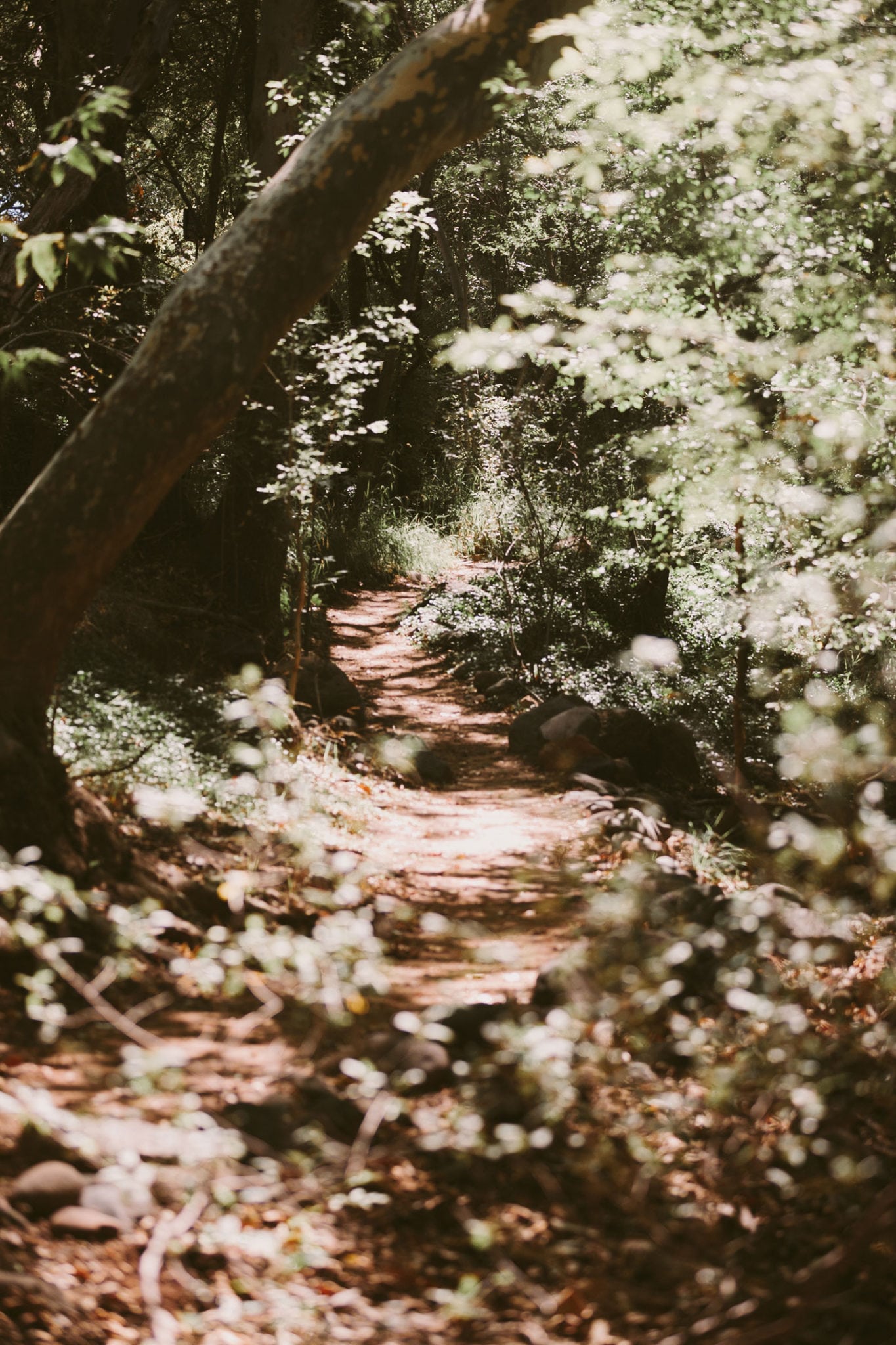Sedona Wedding Photographer and Planner at Creekside Inn & Red Rocks at Schnebly Hill